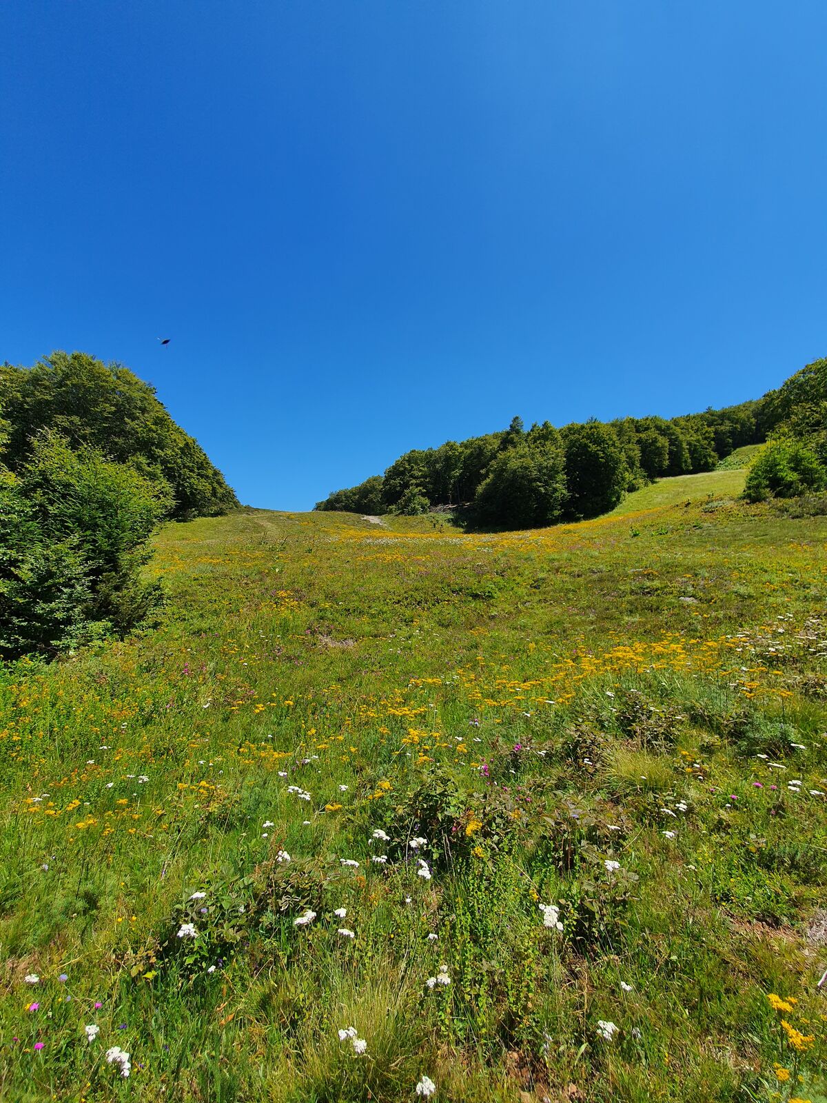 Prairies fleuries du plateau de l'Aubrac