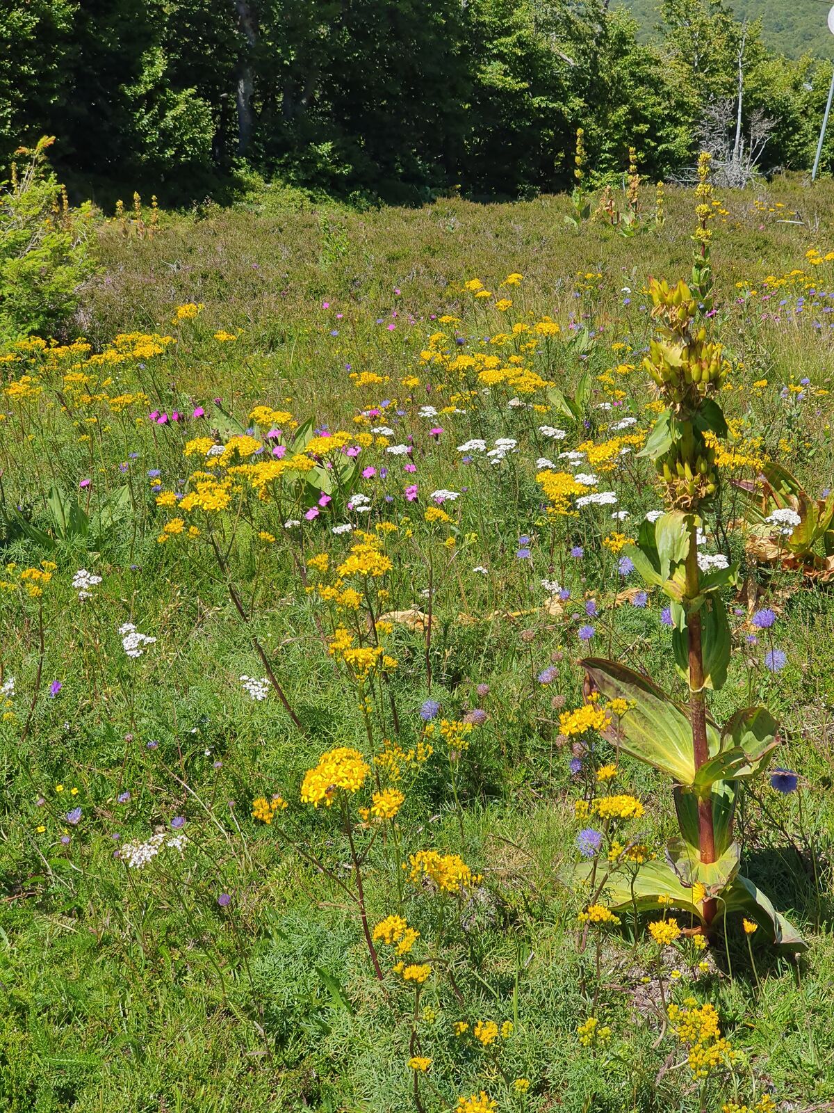 Fleurs sauvages sur le plateau de l'Aubrac