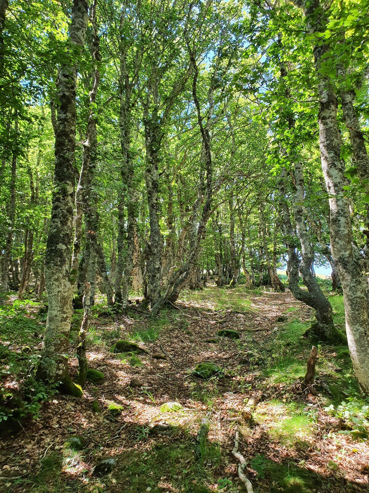 Sentier forestier sur le plateau de l'Aubrac
