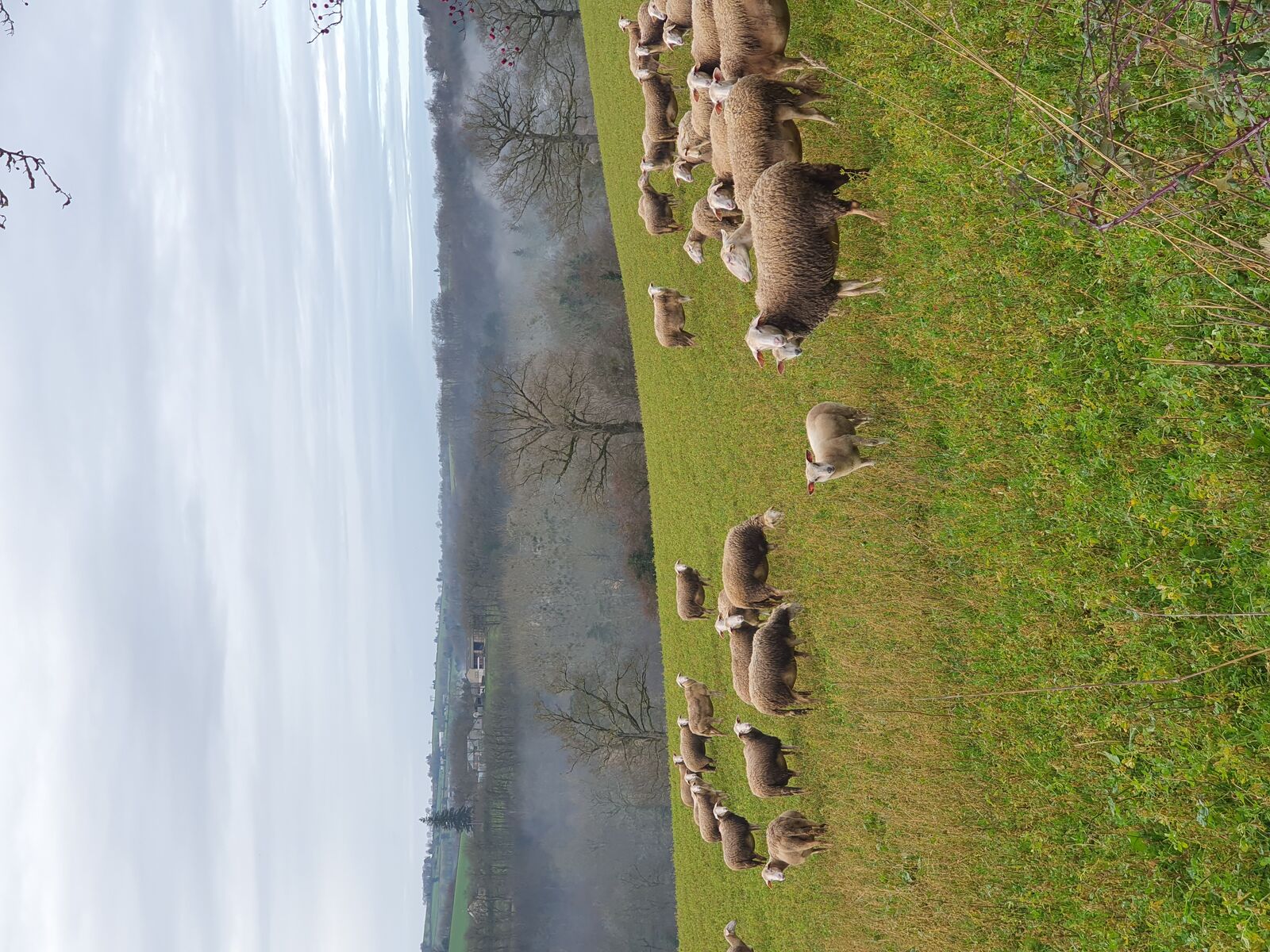 Troupeau de brebis dans la campagne aveyronnaise