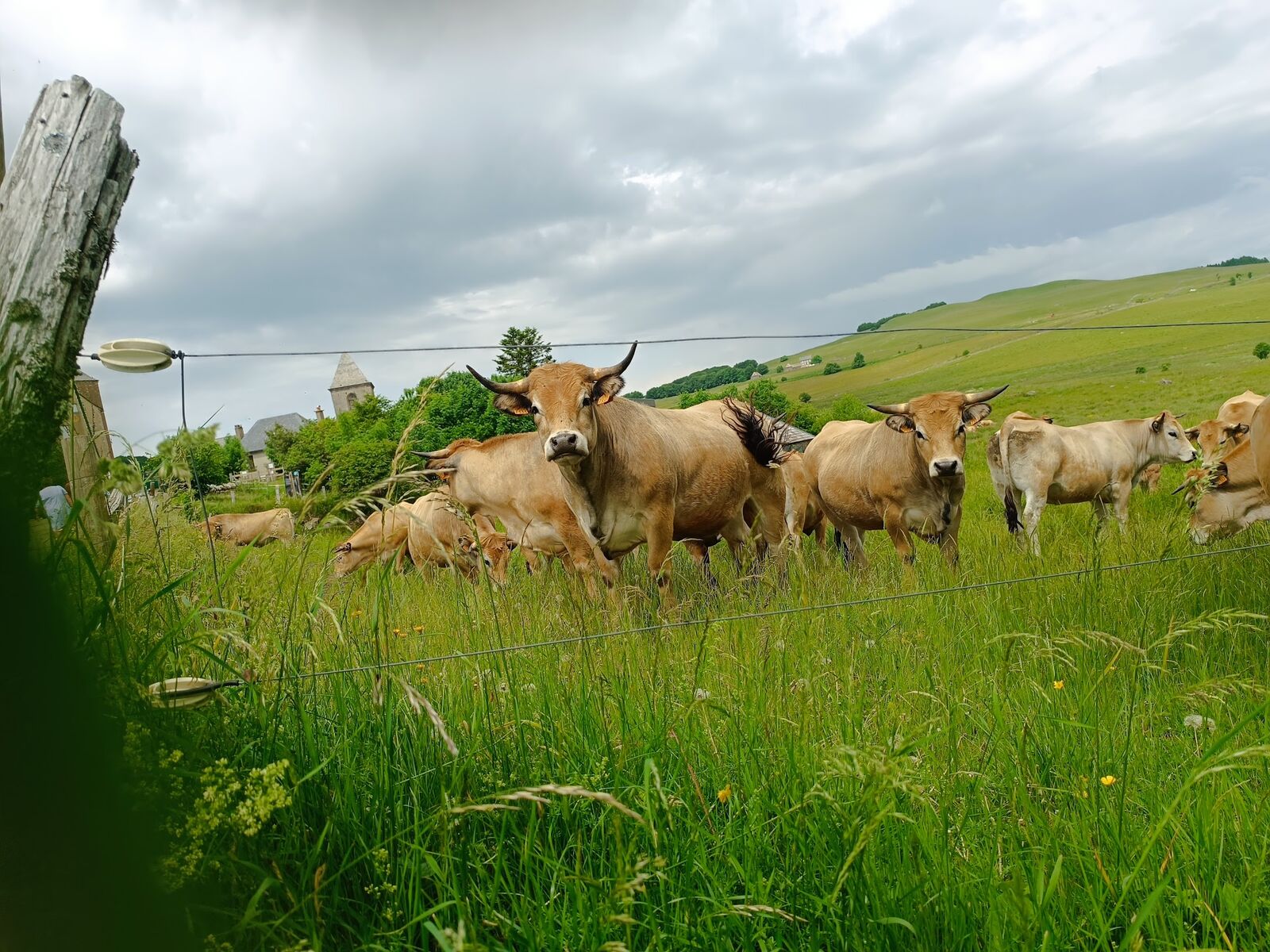 Vaches d'Aubrac dans la campagne aveyronnaise
