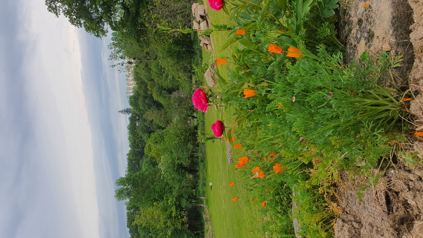 Massif de fleurs (pivoines et pavots de Californie) dans le parc